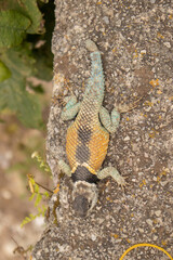 close-up of a blue and orange lizard