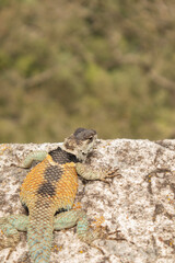 close-up of a blue and orange lizard