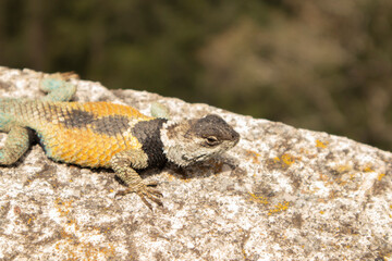 close-up of a blue and orange lizard