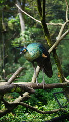 Green Peafowl Perched on a Tree Branch