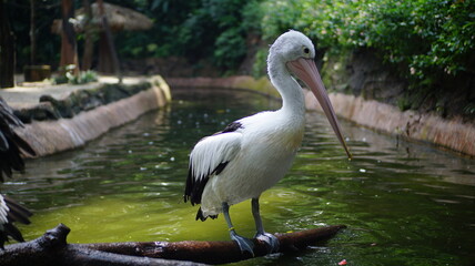 Australian Pelican Perched Over Pond