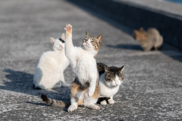 立ち上がって手を伸ばすす可愛い猫