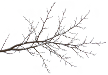 Isolated Illustration of Frost Ice Covered Tree Branch on Transparent