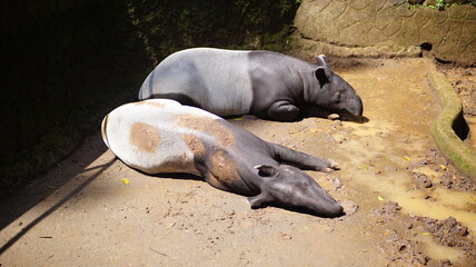 Two Malayan Tapirs Resting Outdoors