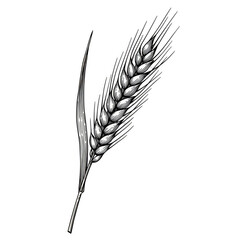 Isolated Illustration of Golden Wheat Ear Grain Harvest Plant on Black