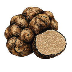 Isolated Illustration of Gourmet Truffle Mushroom Food Ingredient on Transparent