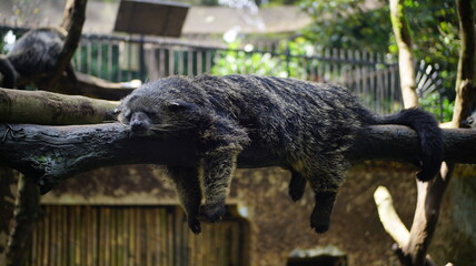 Binturong Sleeping Peacefully on Tree Branch in Shaded Tropical Forest Habitat