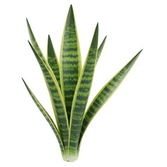 Isolated Illustration of Green Snake Plant on Transparent Background
