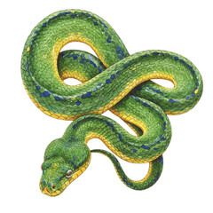 Isolated Illustration of Green Snake Reptile Animal on Transparent Background