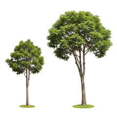 Isolated Illustration of Green Trees Lush Foliage and Transparent Backdrop