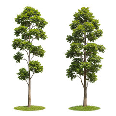 Isolated Illustration of Green Trees with Lush Foliage in Transparent Background