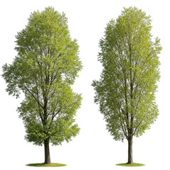 Isolated Illustration of Green Trees with Transparent Background in Nature