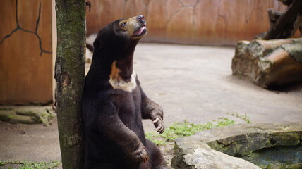 Portrait of a Sun Bear Leaning on Tree