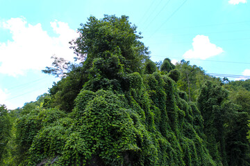 a lush, green hillside entirely engulfed by dense, fast-growing kudzu vines. invasive plant...