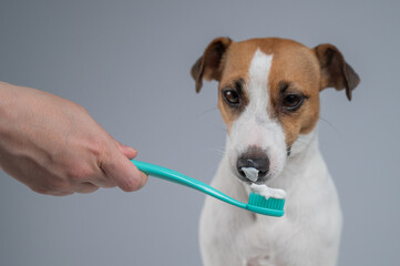 The owner offers the Jack Russell Terrier to brush her teeth. The dog licks the toothpaste. 