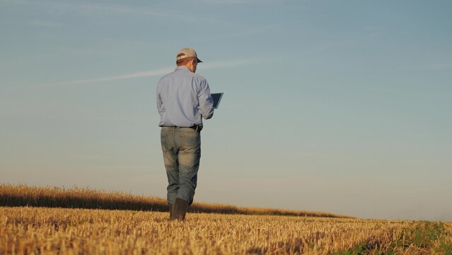 Farmer analyzing data on a tablet in a wheat field, Modern agriculture with digital technology, Checking wheat growth with a digital device, Using technology to enhance farming efficiency, Farmer