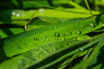 Large transparent clean raindrops lie on long green grass close up