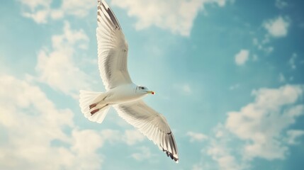 Image of seagull is flying, Seagull background.