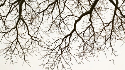 Fototapeta premium Bare Winter Branches Against Sky