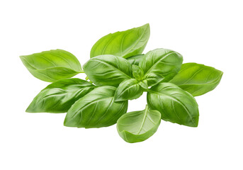 Isolated Macro Photo of Fresh Green Basil Leaves on Transparent Background