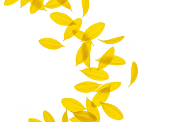 Transparent Background of Falling Yellow Petals Floral Spring Illustration