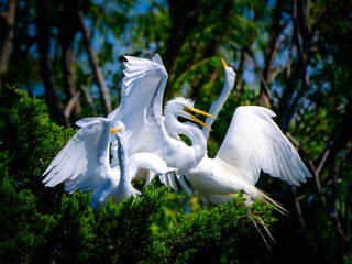 white herons fighting