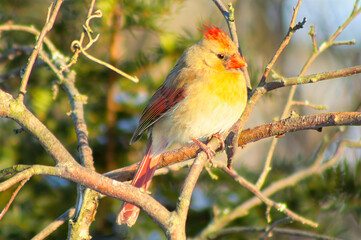 female cardinal in a tree