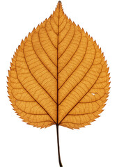 Fototapeta premium Transparent PNG Illustration Golden Autumn Leaf Isolated on Background