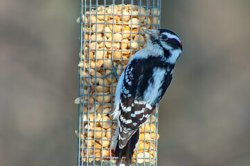 downy woodpecker at a feeder