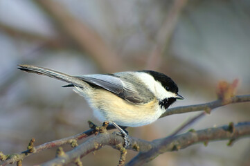 black-capped chickadee on a branch