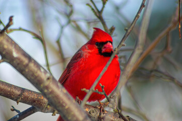 red cardinal on branch