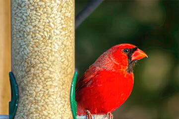 male cardinal at a feeder