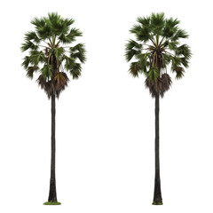 Isolated Palm Trees Tropical Green Flora on Transparent Background