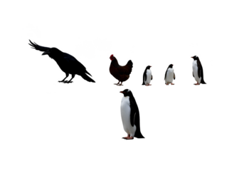 Isolated Penguins Transparent Background Penguins on Display in Antarctic