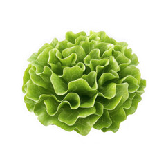 Isolated head of fresh green lettuce with ruffled leaves on a plain black background studio shot on transparent background