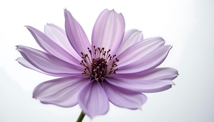 Close-up of a delicate light purple Cosmos flower against a white background