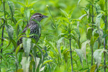 Female red-winged blackbird perched in a field of bright green plants.