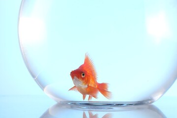 Gold fish swimming in aquarium with clean water on light blue background, closeup