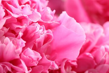 Fototapeta premium Bouquet of beautiful peonies as background, closeup