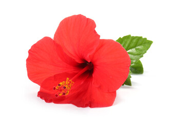 Beautiful red hibiscus flower with green leaves isolated on white