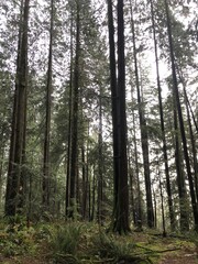 Rainy New Year’s Eve Hike Through the Forest to Quarry Rock, Deep Cove, BC