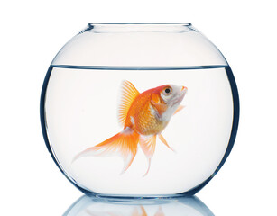 Bright goldfish swimming in round aquarium with clean water against white background