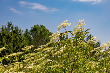 Lavender plants in full bloom in Southern Ontario's picturesque landscapes, capturing the essence of summer and tranquility.