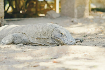 A resting Komodo dragon in its natural habitat on Komodo Island, Indonesia – the world’s...