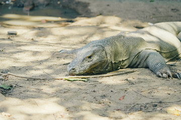 A resting Komodo dragon in its natural habitat on Komodo Island, Indonesia – the world’s largest living lizard captured up close