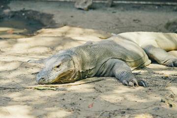 A resting Komodo dragon in its natural habitat on Komodo Island, Indonesia – the world’s largest living lizard captured up close