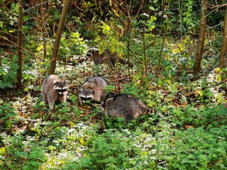 Group of Raccoons Foraging in Forest Underbrush
