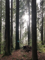 Obraz premium Rainy New Year’s Eve Hike Through the Forest to Quarry Rock, Deep Cove, BC