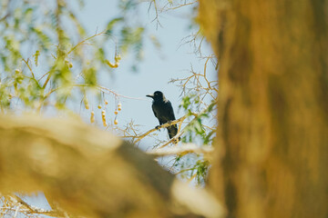 A black crow perched quietly on a sun-drenched tamarind tree branch in Labuan Bajo, Indonesia — surrounded by the dry tropical flora of the region, capturing the raw beauty of East Nusa Tenggara's