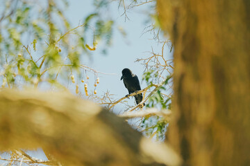 A black crow perched quietly on a sun-drenched tamarind tree branch in Labuan Bajo, Indonesia —...